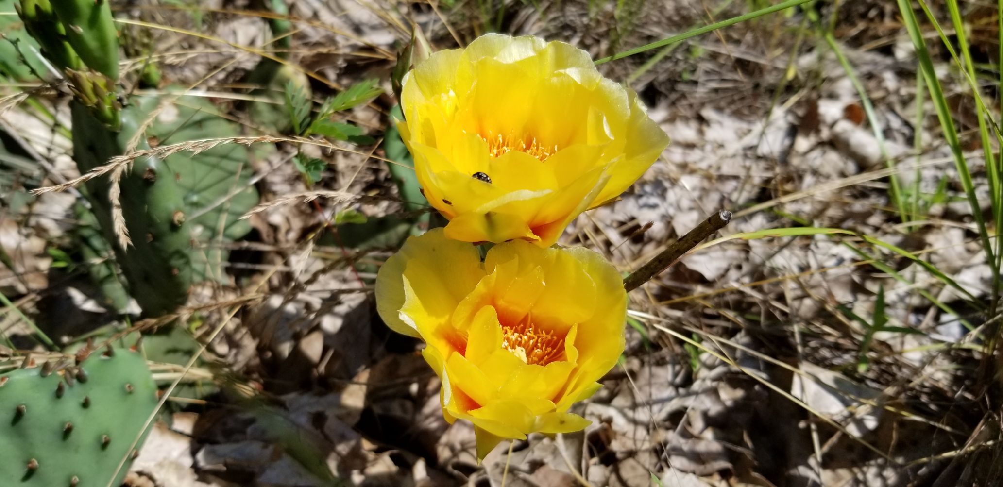 Sand Ridge State Forest